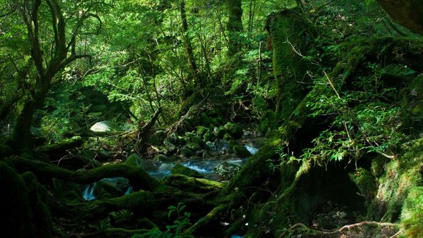 屋久島の苔むした森と渓流
