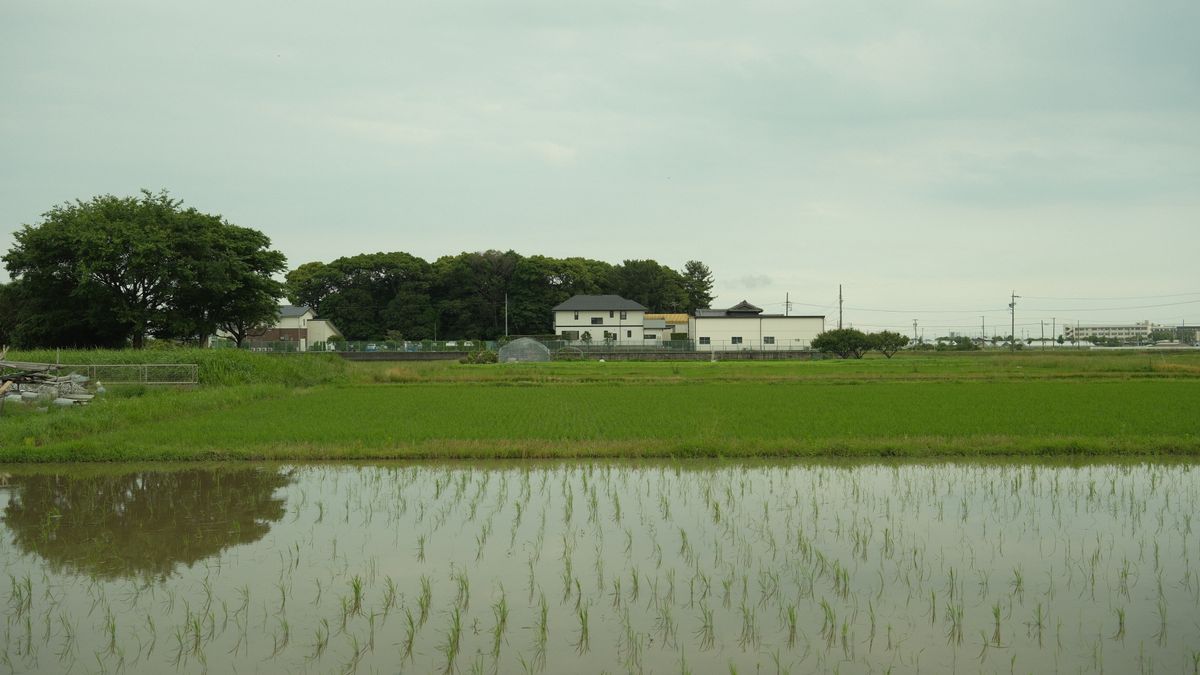 Peaceful rice field landscape in Toyohashi, Aichi, Japan showcasing rural life.