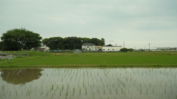 Peaceful rice field landscape in Toyohashi, Aichi, Japan showcasing rural life.