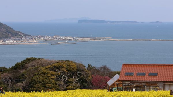 Beautiful coastal landscape with yellow flowers and ocean view.