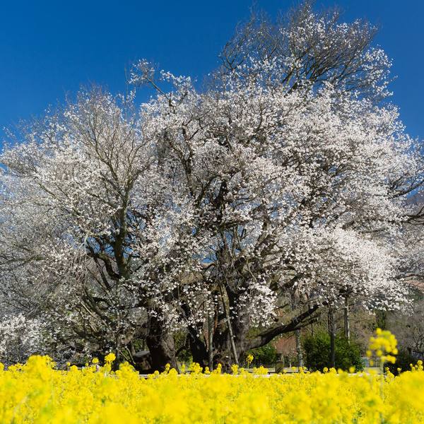 一心行の大桜