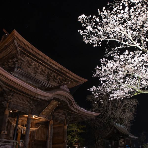 阿蘇神社と夜桜