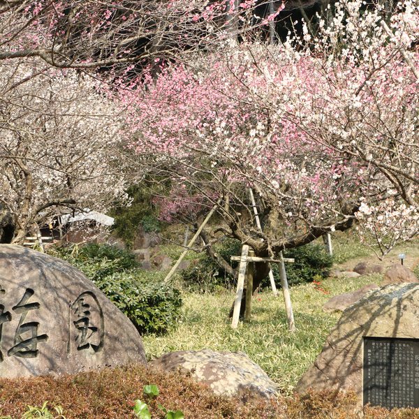 熱海梅園
