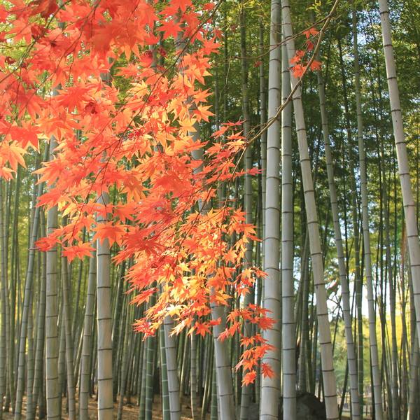 別府公園の竹林と紅葉