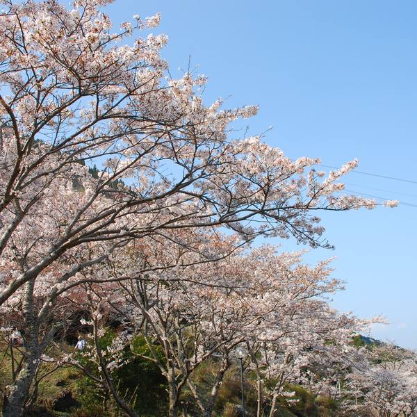 別府ロープウェイの桜