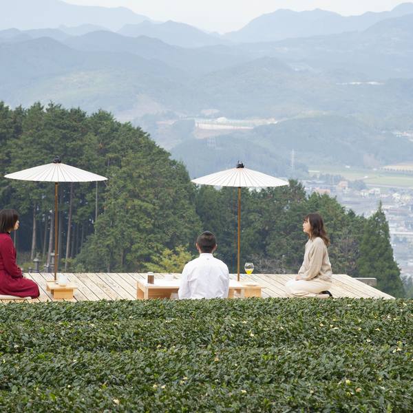 嬉野の茶畑