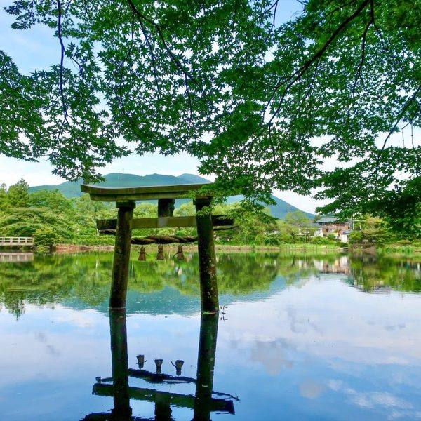 初夏の金鱗湖