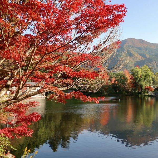 金鱗湖畔の紅葉