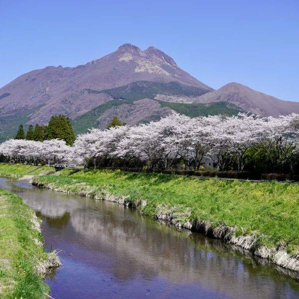 由布岳と菜の花と桜