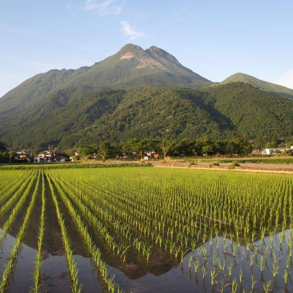 田んぼに映る逆さ由布岳